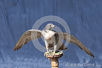 Peregrine falcon on a stand with wings spread Stock Photo