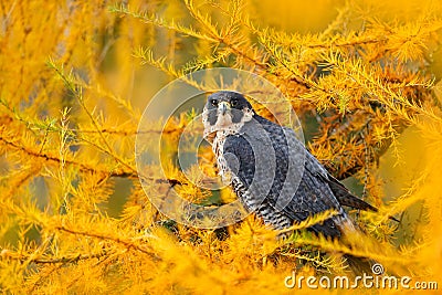 Peregrine Falcon in yellow autumn larch tree . Bird of prey Peregrine Falcon sitting in orange autumn forest. Cute bird in fall wo Stock Photo