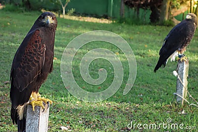 Peregrine hawk in captivity posing for camera Stock Photo