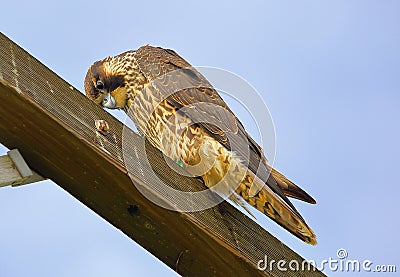 Peregrine Falcon giving the cold stare Stock Photo