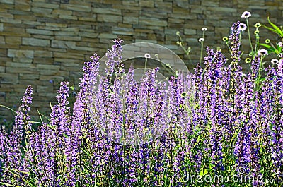 Perennial beds in street plantings. Variegated rich stands of prairie hardy flowers blooming profusely like a meadow. concrete int Stock Photo