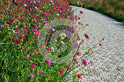 Perennial beds in street plantings. Variegated rich stands of prairie hardy flowers blooming profusely like a meadow. concrete int Stock Photo