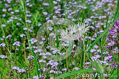 Perennial cornflower or Centaurea montana flower Stock Photo