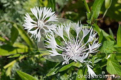 Perennial cornflowers (centaurea montana Stock Photo