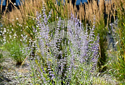 Perennial, flower bed, mulched, dark, stone, black, grass, ornamental, predominance, grases, clamangrostis, acutiflora, karl, foer Stock Photo