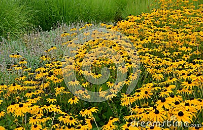 Perennial flower bed with a predominance of purple in the garden and parks with bulbs Stock Photo