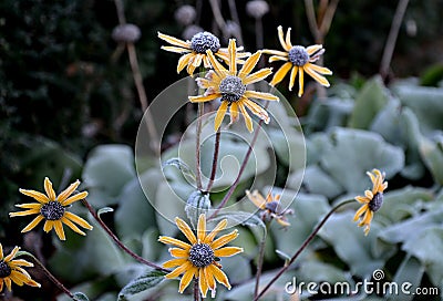 Perennial flower beds still flowering in early December frozen in hoarfrost of ice from the fog. grazing for bees in front of hive Stock Photo