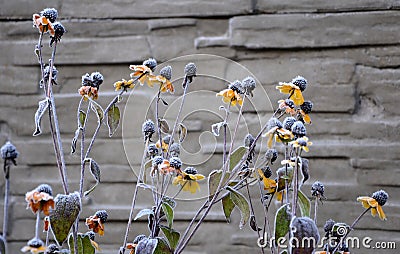 Perennial flower beds still flowering in early December frozen in hoarfrost of ice from the fog. grazing for bees in front of hive Stock Photo