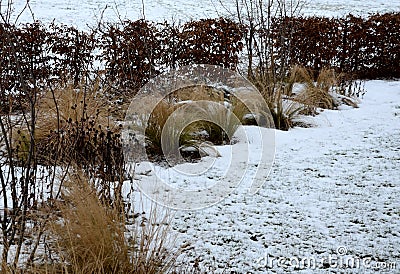 Perennial flowerbeds with grasses and hornbeam hedge in winter with snow. constrast of ornamental yellow dry grasses and brown inf Stock Photo
