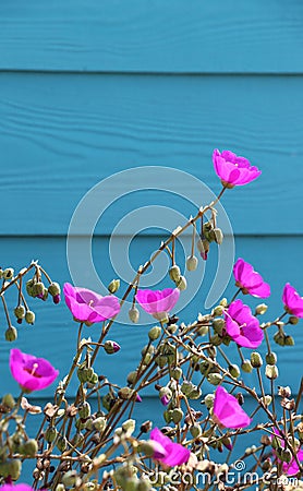 Vivid magenta Rock Purslane flower contrasts with a deep blue wooden wall, Martins Beach, CA. Stock Photo