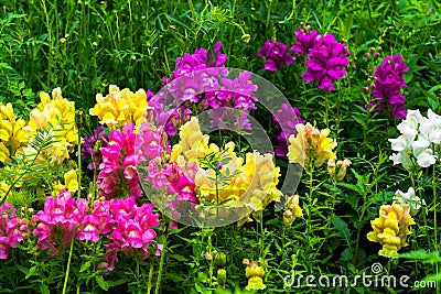 Perennial Fragrance Garden Flowers Stock Photo