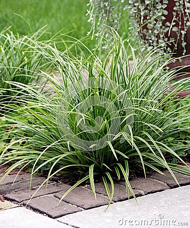 Perennial grass Stock Photo