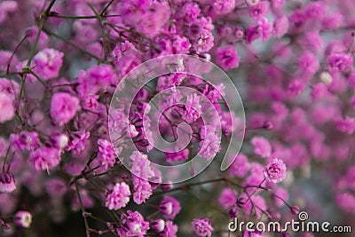 Dyed sky star-Gypsophila paniculata L. Stock Photo