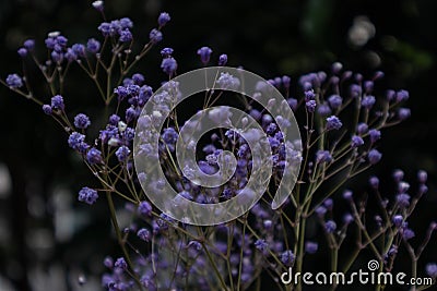 Dyed sky star-Gypsophila paniculata L. Stock Photo