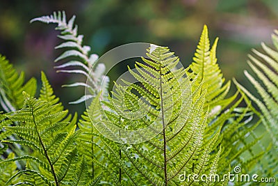 Perennial herbaceous fern - common bracken Stock Photo