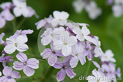 Perennial honesty, Lunaria rediviva, close-up of pink flowers Stock Photo