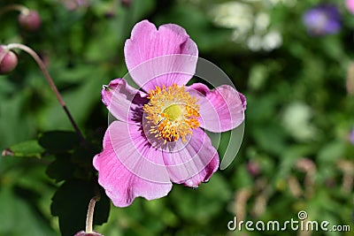 Perennial Japanese Anemone X September Charm Wildflower 'Eriocapitella hupehensis Stock Photo