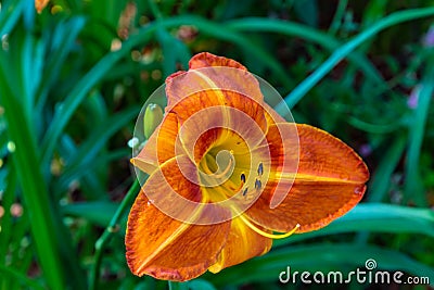 Perennial Orange or deep yellow daylilies Hemerocallis Stock Photo