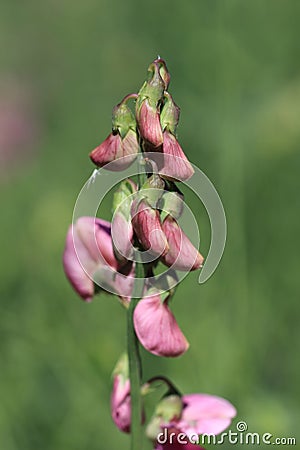 Perennial peavine or perennial pea flower Stock Photo