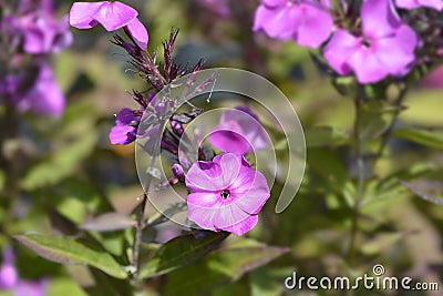 Perennial phlox Stock Photo