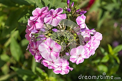 Perennial phlox (Phlox paniculata - Laura) Stock Photo