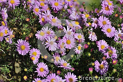 Perennial pink asters in the garden Stock Photo