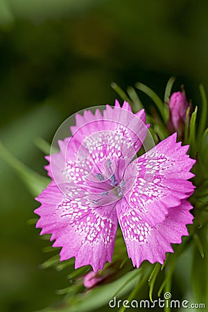 Perennial - Pink Dianthus species Stock Photo