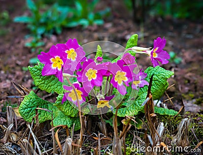 Perennial pink primrose or primula in the spring garden Stock Photo