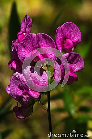 Perennial Sweet Pea vivid flowers under rain - Lathyrus latifolius Stock Photo