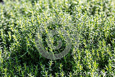 Perennial Thymus Vulgaris in aromatic gardens in natural sunny daylight Stock Photo