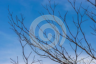 Perennial tree dies under light blue sky , Stock Photo