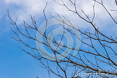 Perennial tree dies under light blue sky , Stock Photo