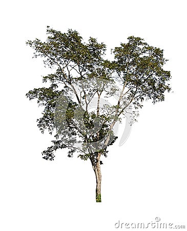 Perennial tree set of Thailand no.10 isolated on white background Stock Photo