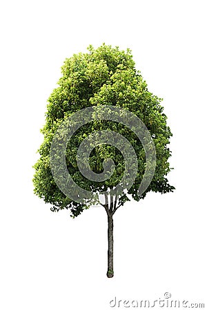 Perennial tree set of Thailand no.06 isolated on white background Stock Photo