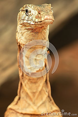 Perentie Stock Photo