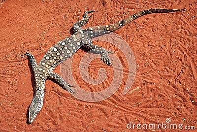 The Perentie (Varanus giganteus) Stock Photo