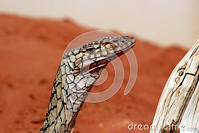 The Perentie (Varanus giganteus) Stock Photo