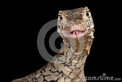 Perentie Varanus giganteus Stock Photo