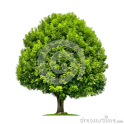 Perfect ash tree isolated on white Stock Photo