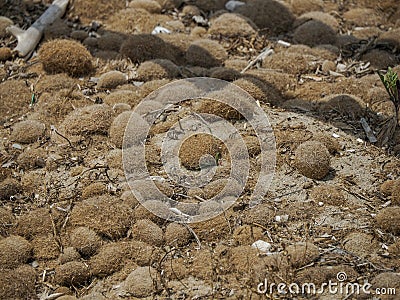 Perfect ball created by nature from Posidonia algae in sicily vendicari Stock Photo