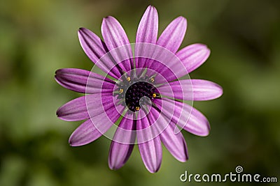 Perfect centered shot of Osteospermun ecklonis, Daisy, margarita, flower, violet. Stock Photo