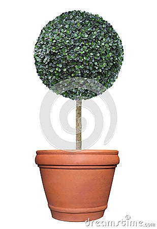 Perfect circle pom-pom shape clipped topiary tree in terracotta clay pot container isolated on white background for formal Japanes Stock Photo