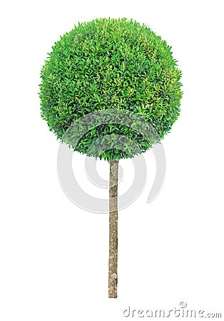 Perfect circle shape clipped topiary tree isolated on white background for formal Japanese and English style artistic design garde Stock Photo