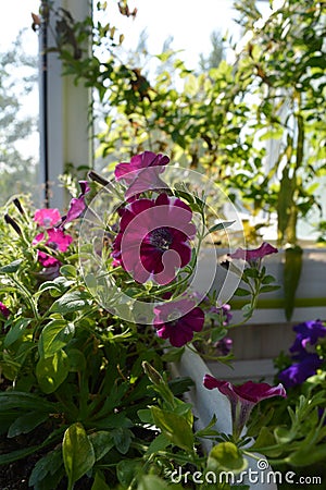 Perfect garden on the balcony. Blooming petunia grows in flower pot. Home greening Stock Photo