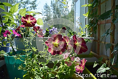 Perfect garden on the balcony with blooming petunias. Decorative greening with flowers in pots Stock Photo