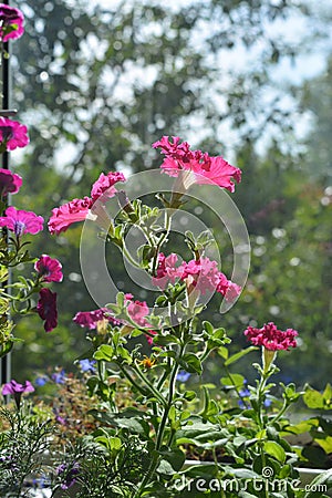 Perfect garden on the balcony with pink petunia flowers Stock Photo