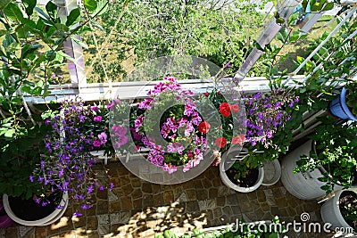 Perfect garden on the balcony. Top view on flowering pelargonium, carnation, lobelias in container and other plants in flower pots Stock Photo