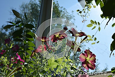 Perfect garden on the urban balcony with beautiful petunia flowers Stock Photo