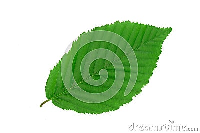 Single hornbeam leaf Stock Photo