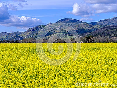 A perfect haze of yellows Stock Photo